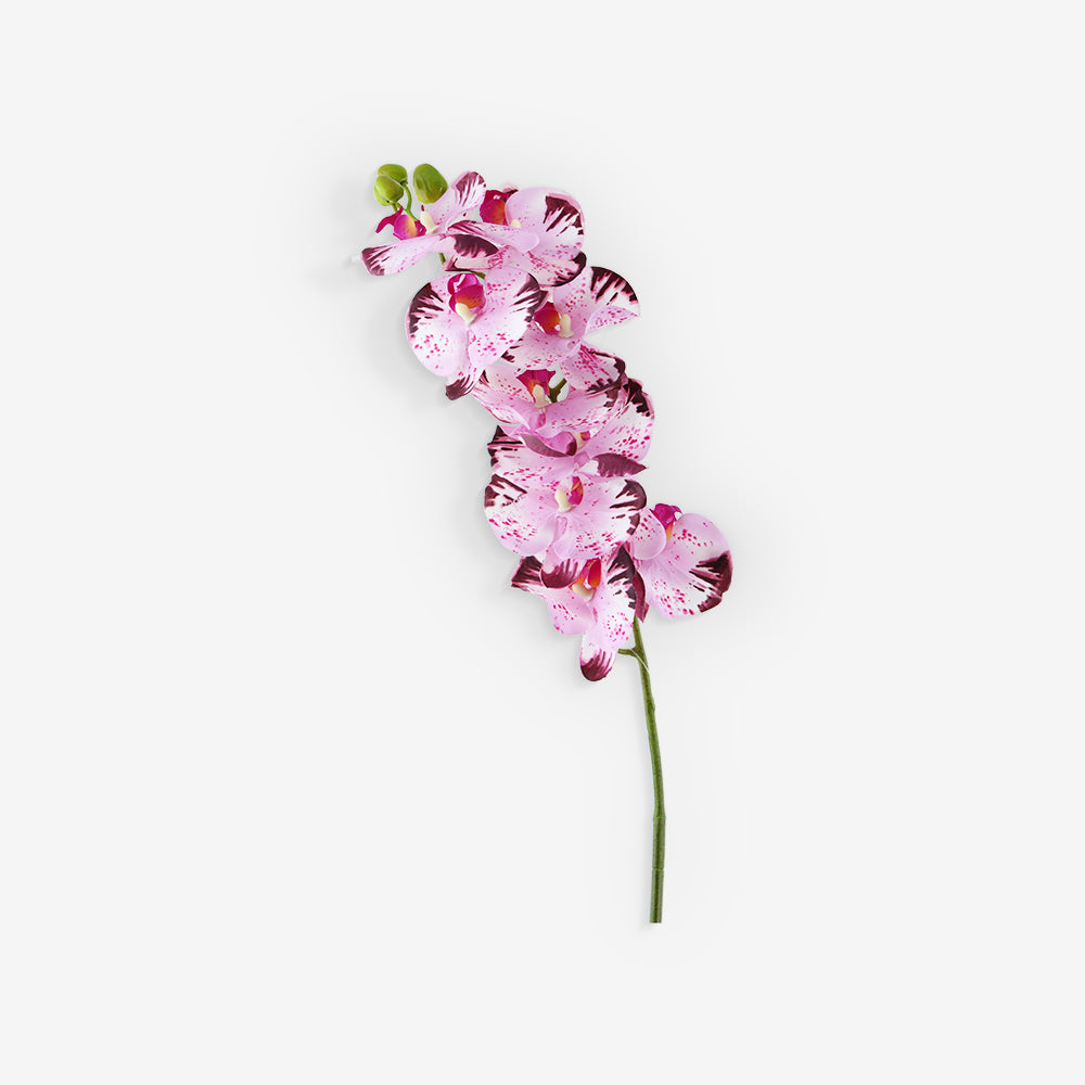 ACIANTHERA