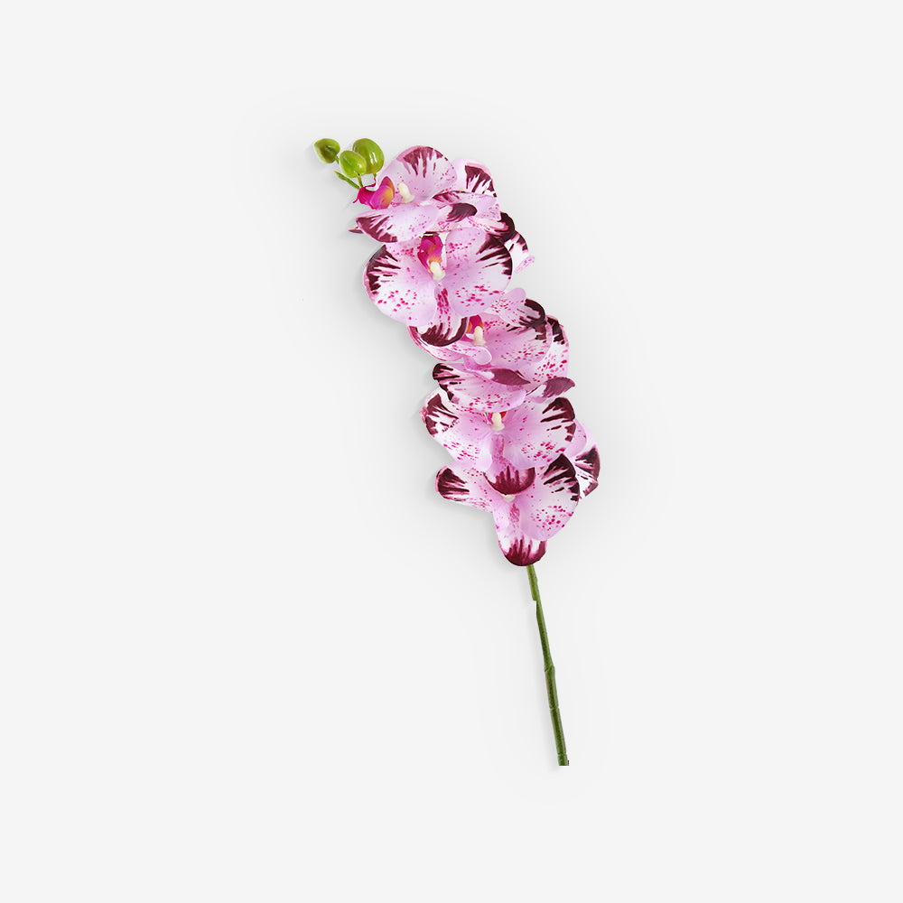 ACIANTHERA