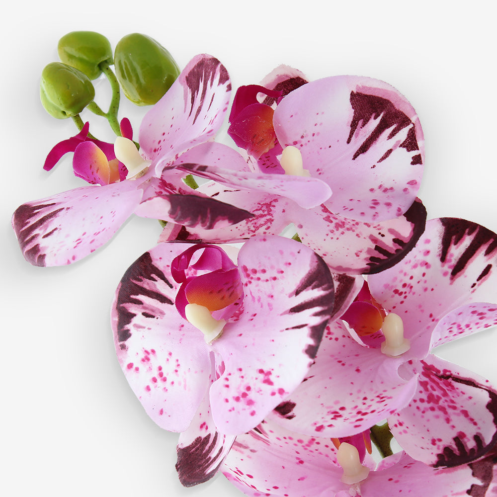ACIANTHERA