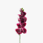 ACIANTHERA