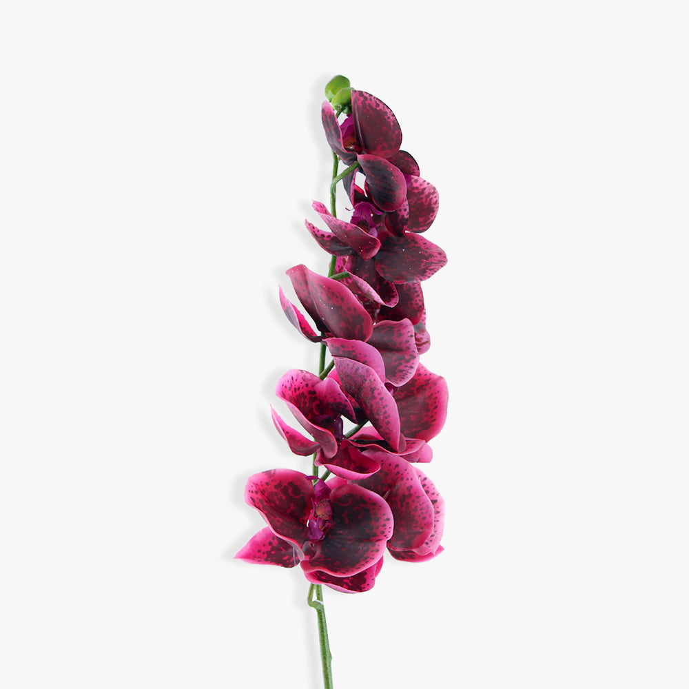 ACIANTHERA