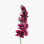 ACIANTHERA