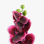 ACIANTHERA