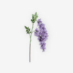 ANGELONIA