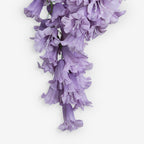 ANGELONIA