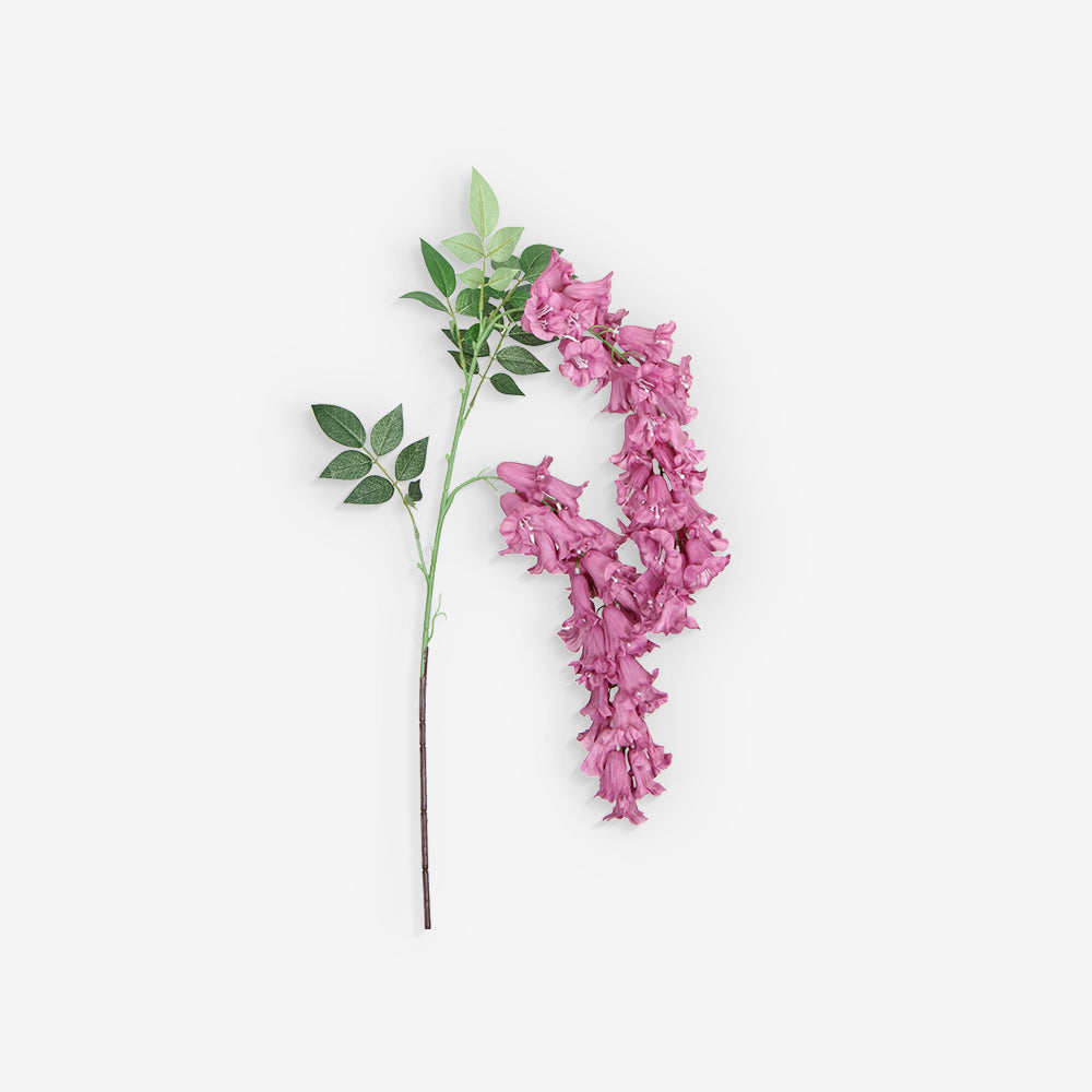 ANGELONIA
