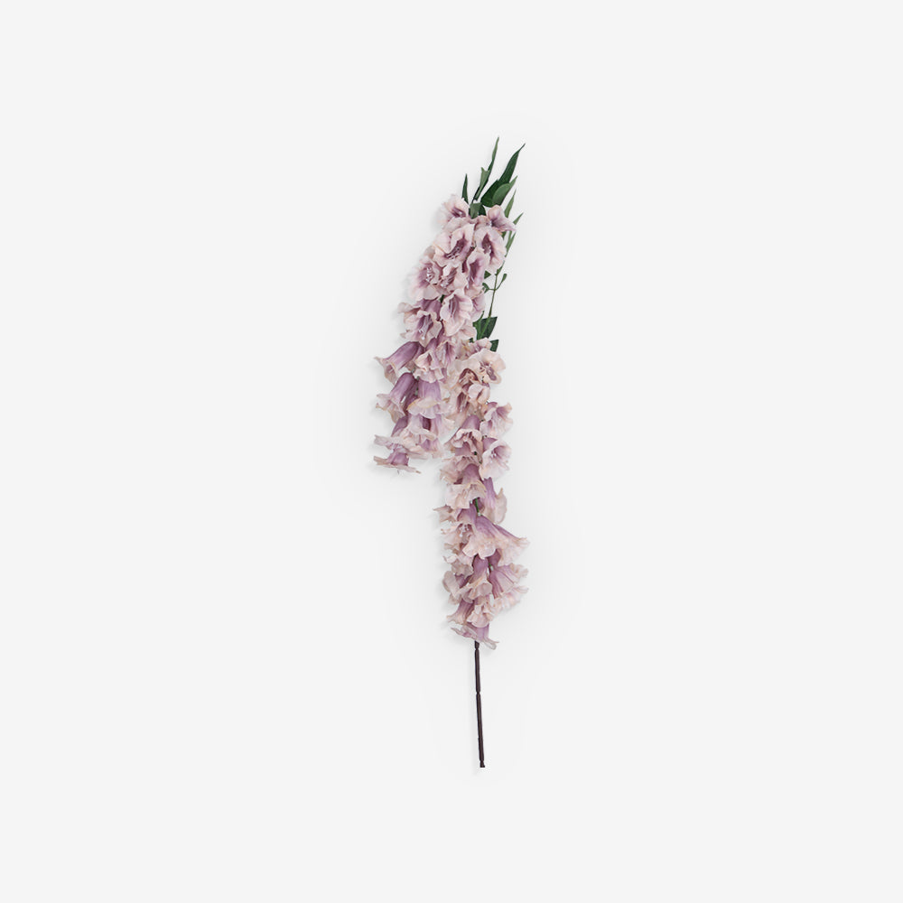 ANGELONIA