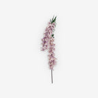 ANGELONIA