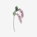ANGELONIA