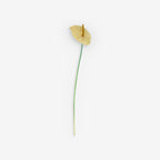 ANTHURIUM