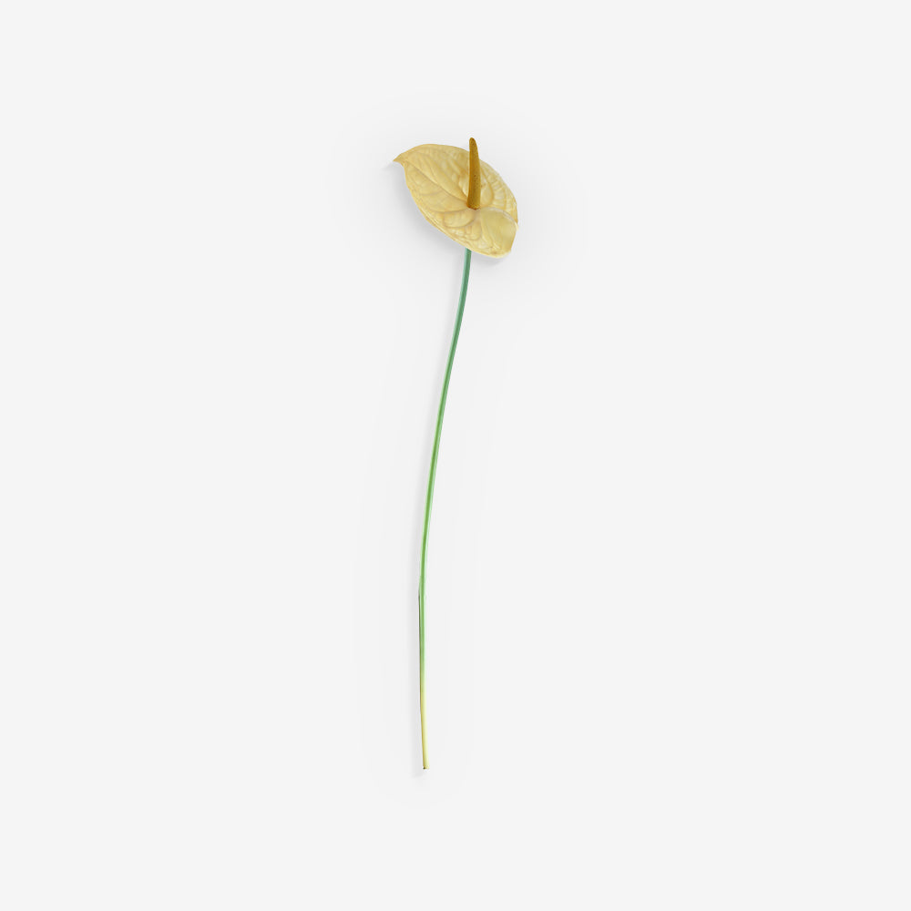 ANTHURIUM
