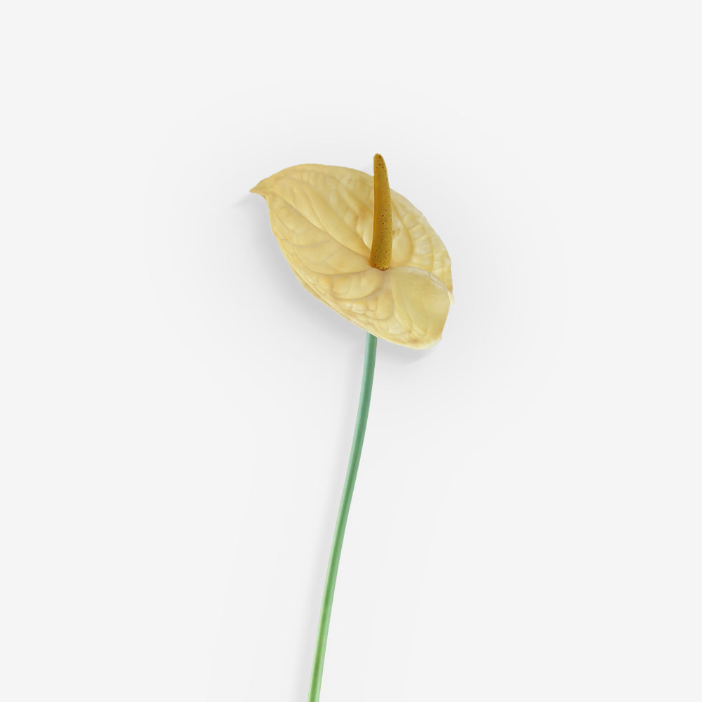 ANTHURIUM