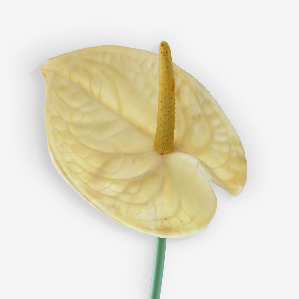 ANTHURIUM