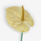 ANTHURIUM
