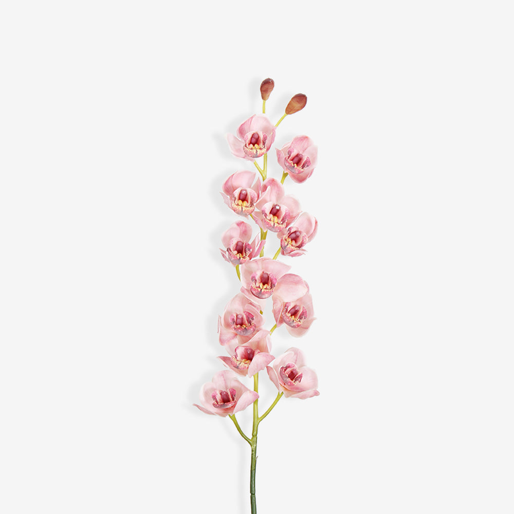 ORCHID