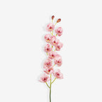 ORCHID