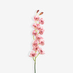 ORCHID