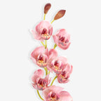 ORCHID
