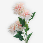 ASTER