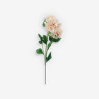 ASTER