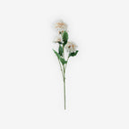 ASTER