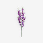 LARKSPUR