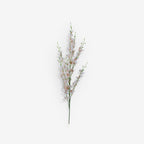 LARKSPUR