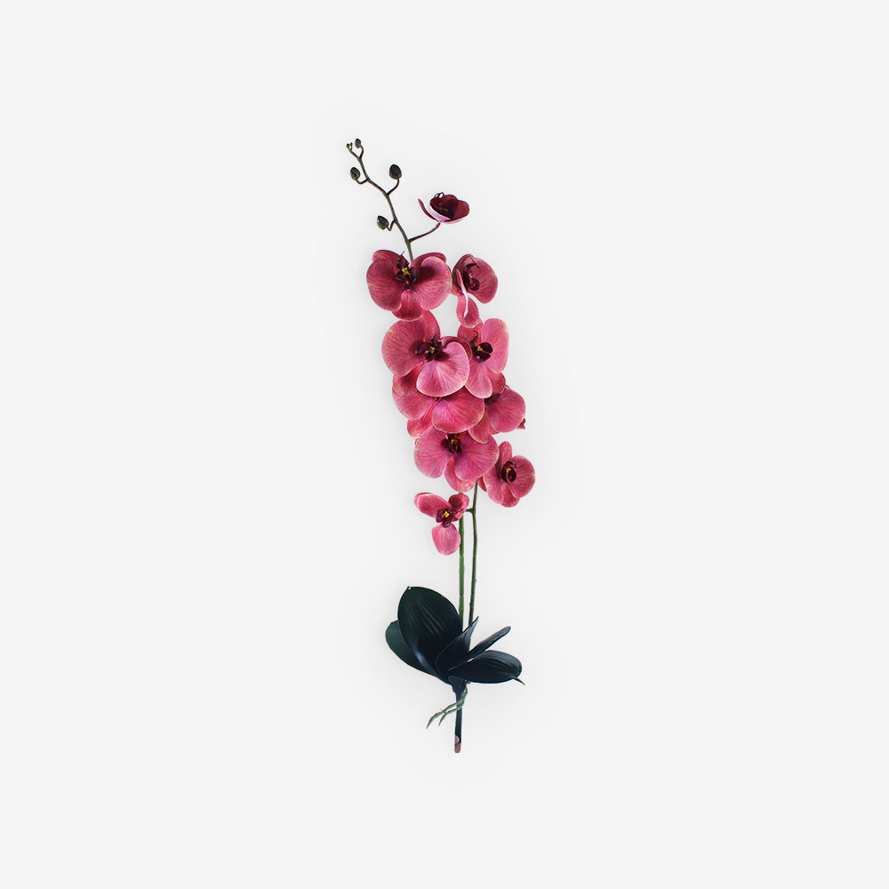 ORCHID