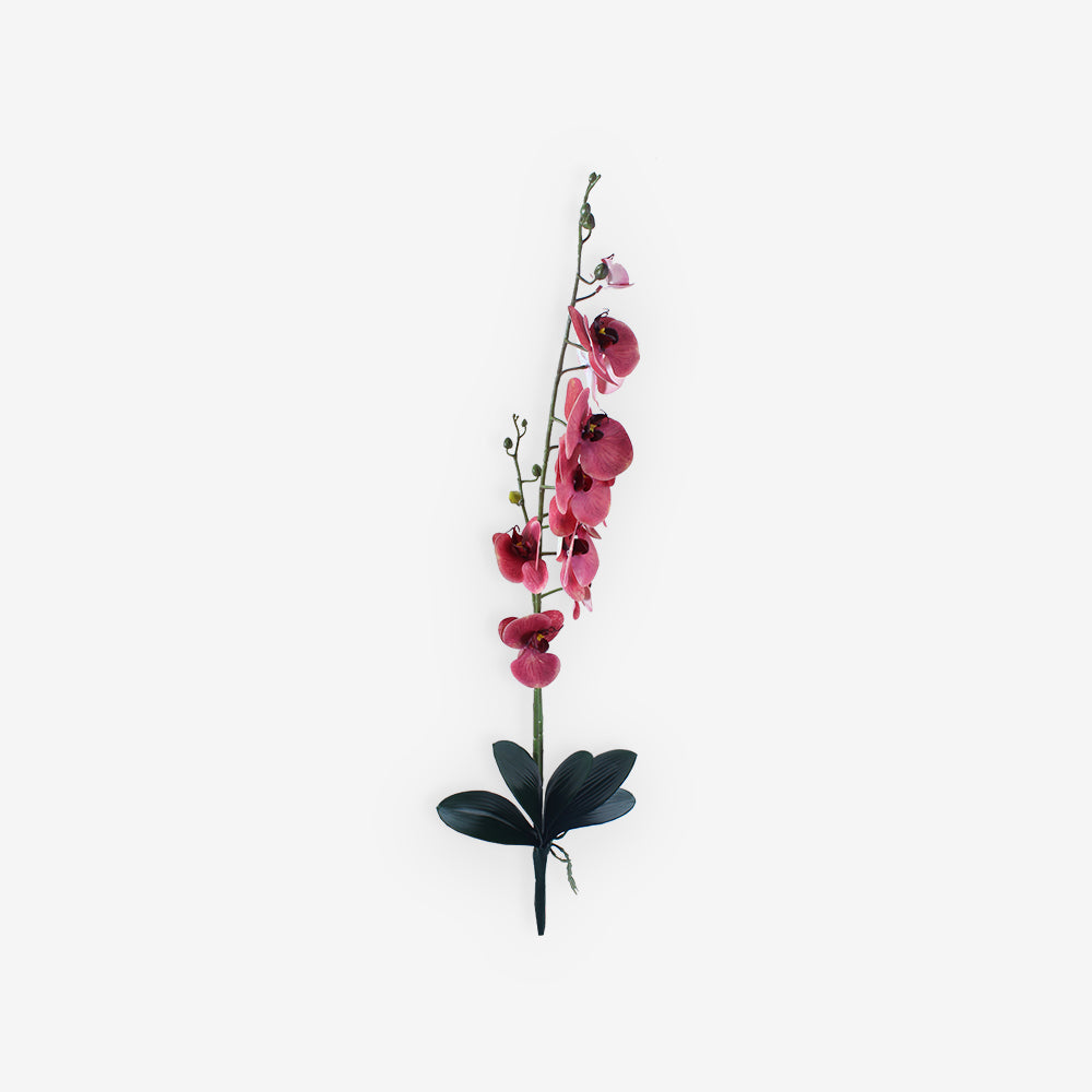 ORCHID