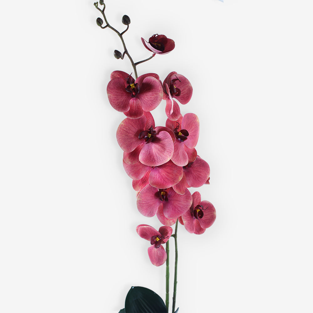 ORCHID