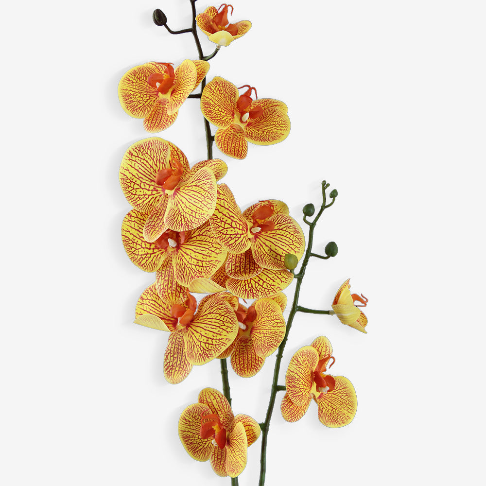 ORCHID