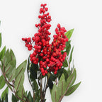 ANGELONIA