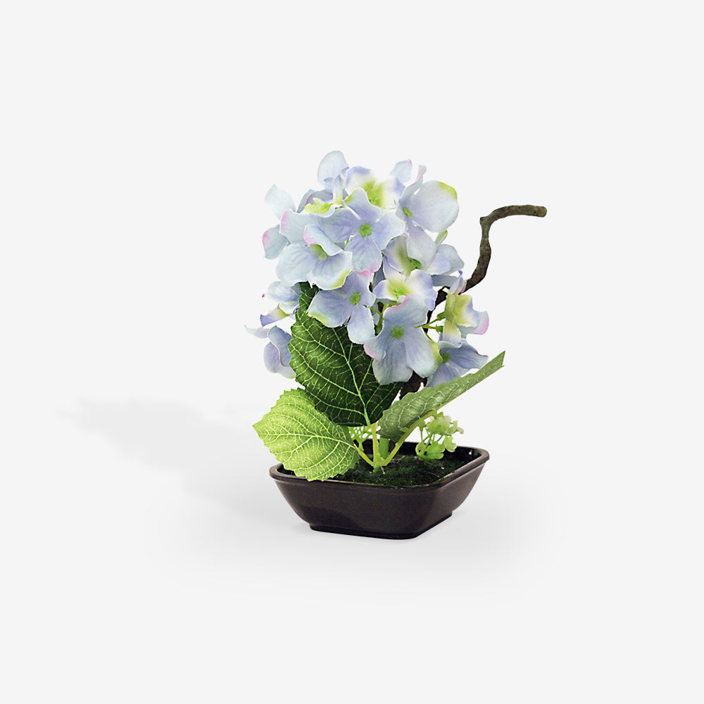 PRIMROSE