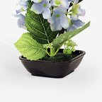 PRIMROSE
