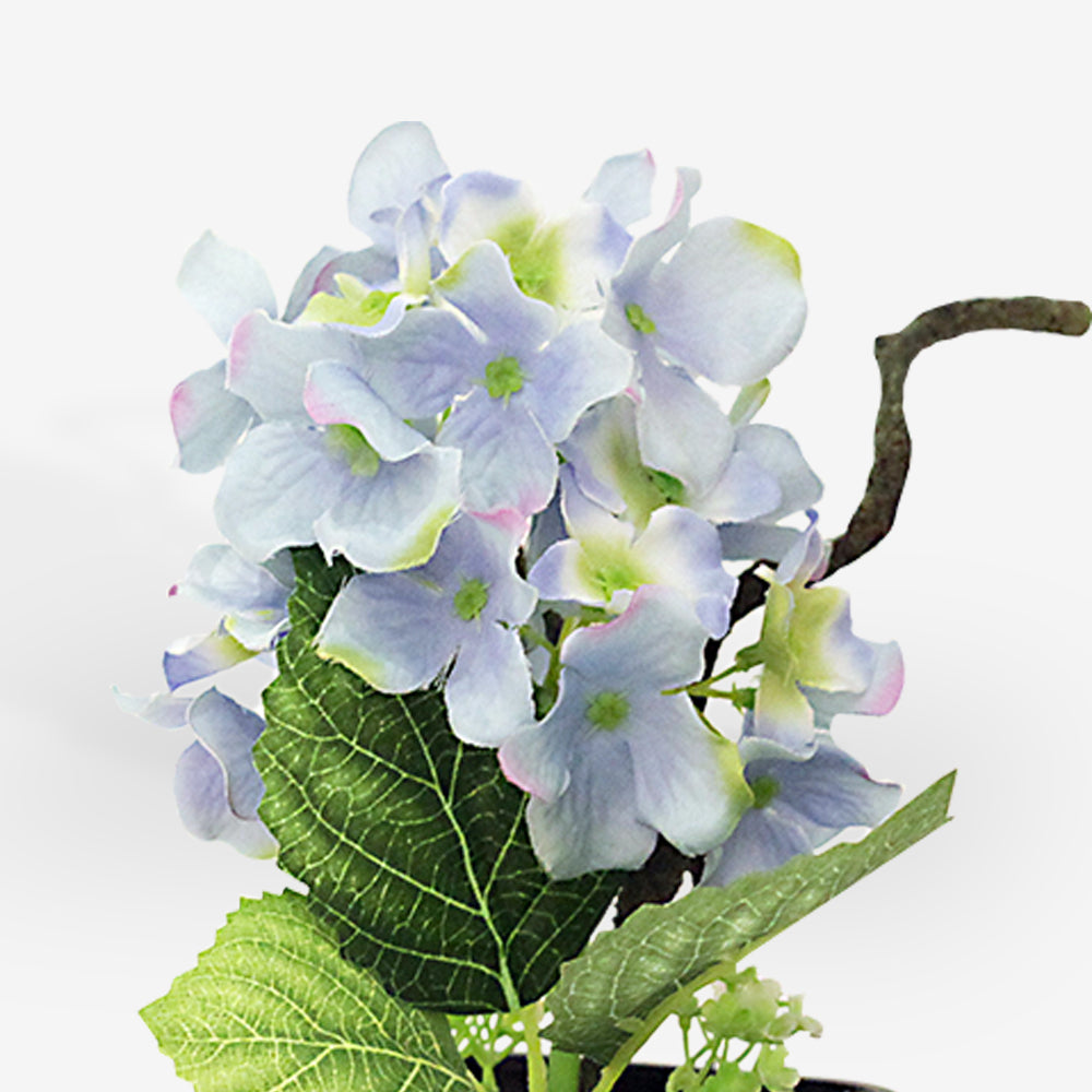 PRIMROSE