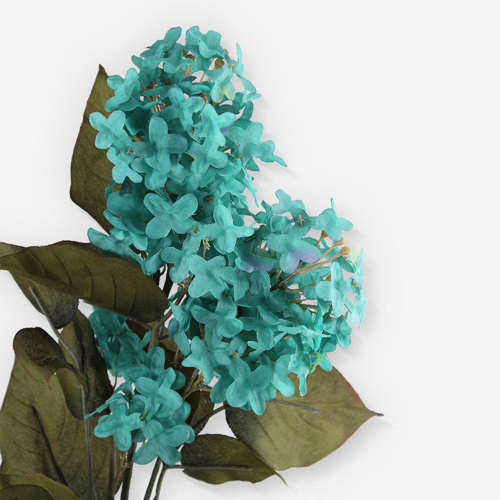 CAMPANULA