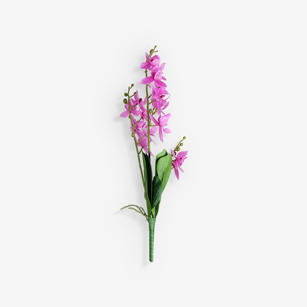 ORCHID