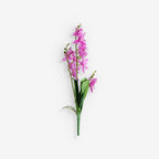 ORCHID