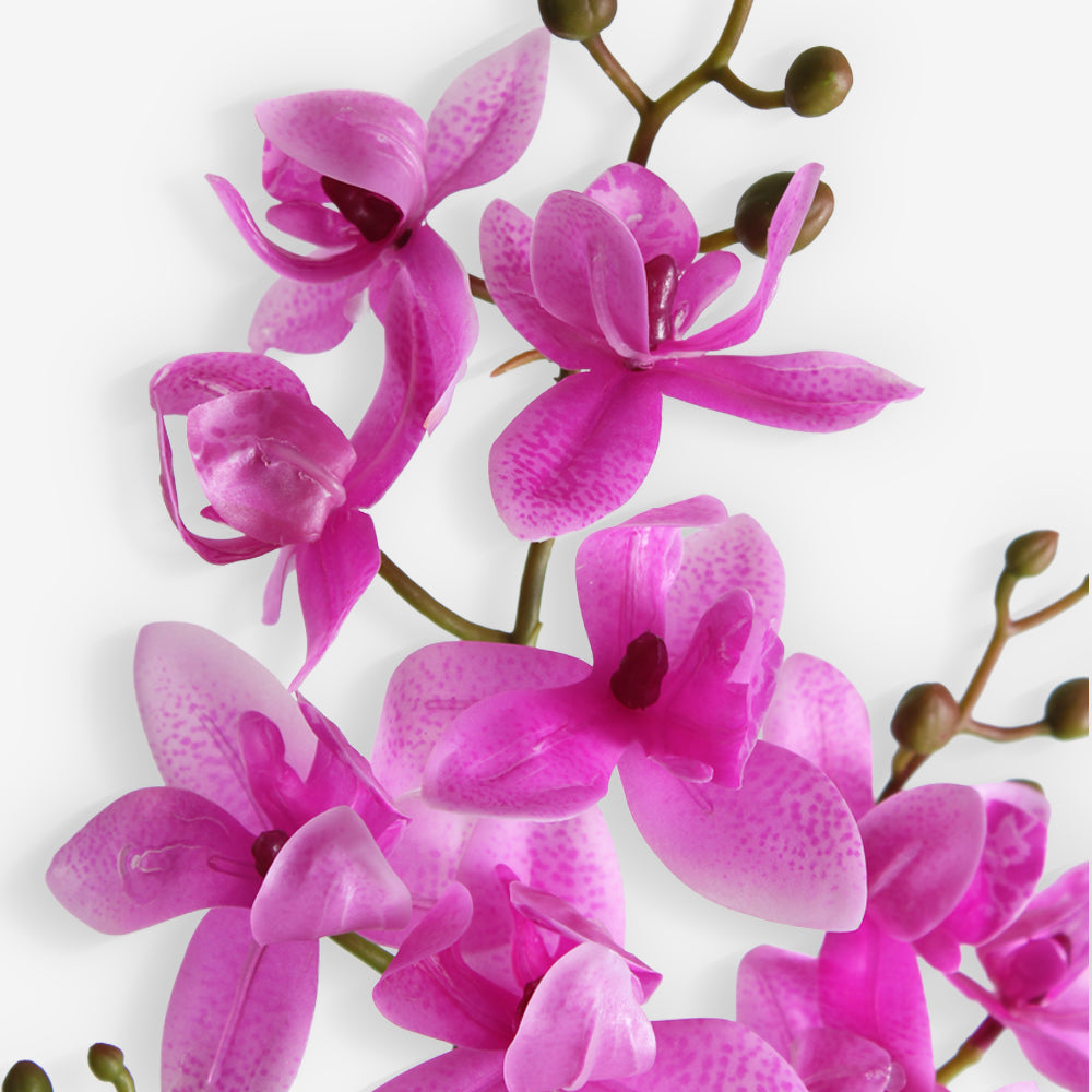 ORCHID