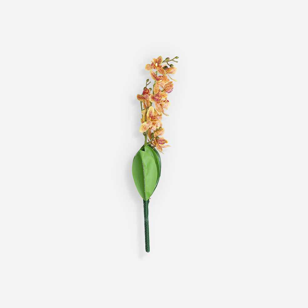 ORCHID
