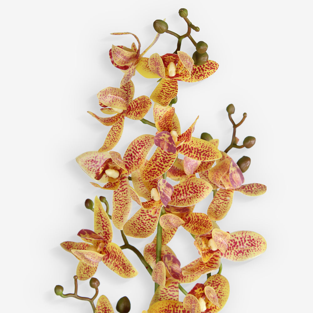 ORCHID