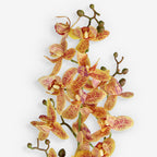 ORCHID