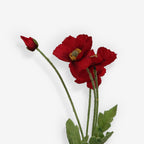 COSMOS