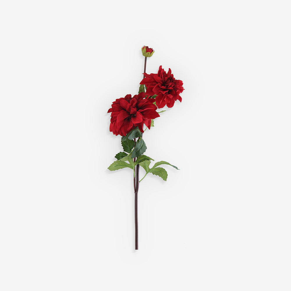 DAHLIA