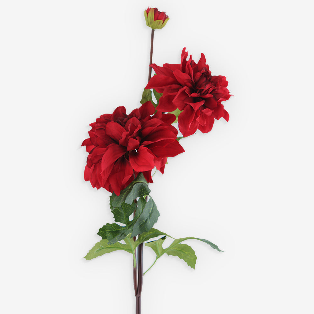 DAHLIA