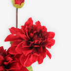 DAHLIA