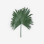 FAN PALM