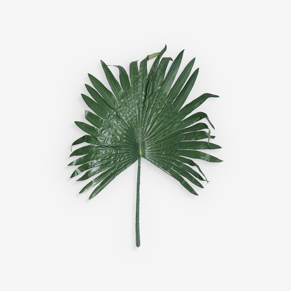 FAN PALM