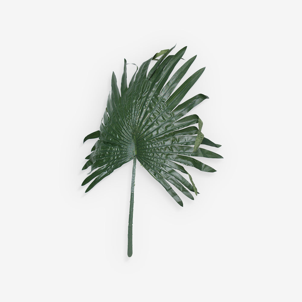 FAN PALM