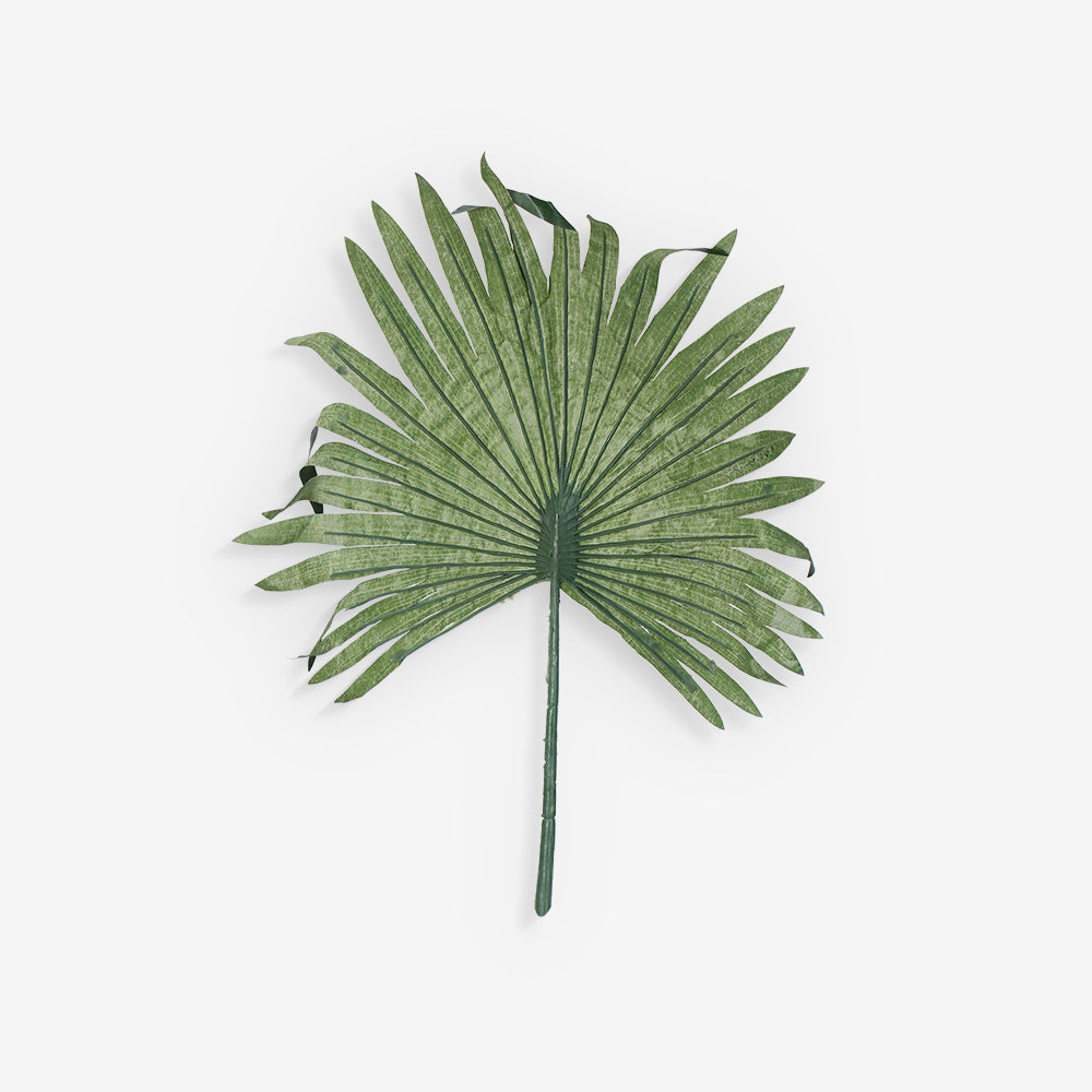 FAN PALM